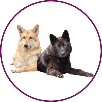 zwei Hunde liegen nebeneinander